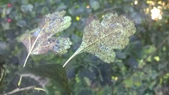 Aleurocanthus spiniferus