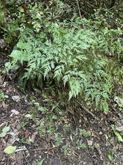 Pteris macilenta