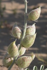 Astragalus lentiginosus variabilis