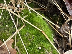 Dicranum montanum