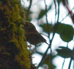 Regulus regulus teneriffae