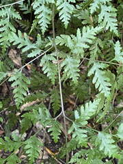 Pteris macilenta
