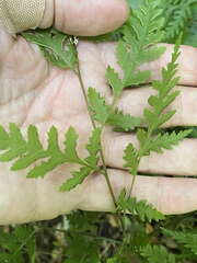 Pteris macilenta