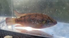 Rubricatochromis
