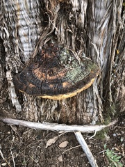 Pyrofomes juniperinus