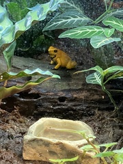 Phyllobates terribilis