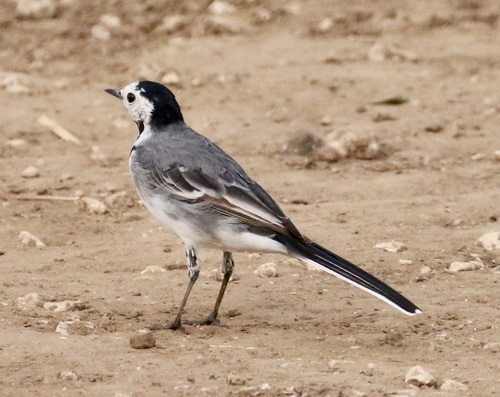 White Wagtail