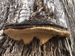 Pyrofomes juniperinus