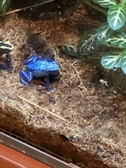 Dendrobates tinctorius