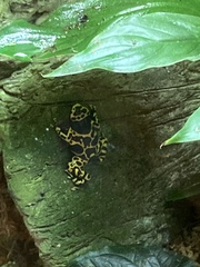 Dendrobates leucomelas
