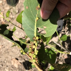 Eucalyptus amplifolia