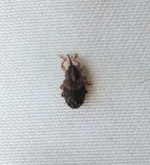 Lignyodes bischoffi