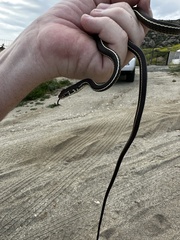 Masticophis lateralis