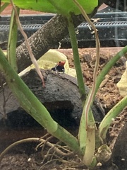 Ranitomeya benedicta