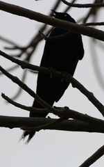 Lamprotornis caudatus