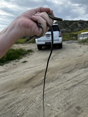 Masticophis lateralis