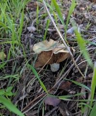 Stropharia caerulea