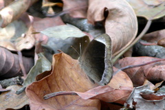 Mycalesis anaxias