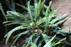 Blechnum obtusatum