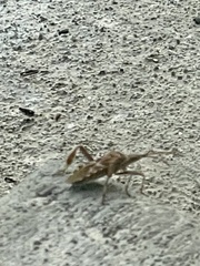Leptoglossus occidentalis