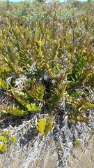 Acrostichum danaeifolium