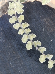 Astrolepis integerrima