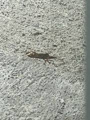 Leptoglossus occidentalis