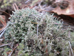 Cladonia scabriuscula
