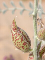 Astragalus lentiginosus variabilis