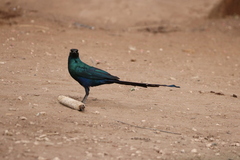Lamprotornis caudatus