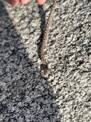 Hypsiglena ochrorhynchus