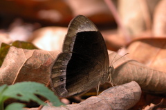 Mycalesis anaxias