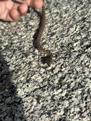 Hypsiglena ochrorhynchus