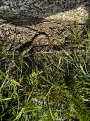 Hypsiglena ochrorhynchus