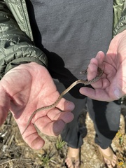 Hypsiglena ochrorhynchus