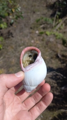 Megalobulimus