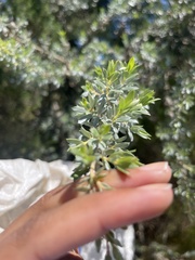 Leptospermum lanigerum