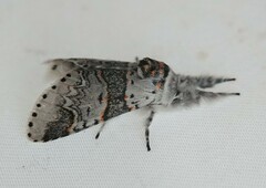 Furcula occidentalis