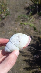 Megalobulimus