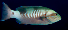 Gracila albomarginata