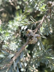 Leptospermum lanigerum