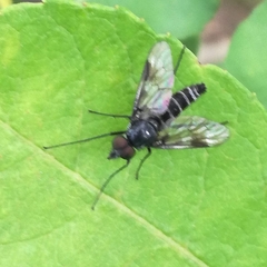 Ibisia marginata