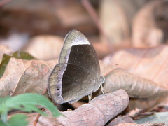 Mycalesis anaxias