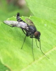 Ibisia marginata