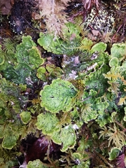 Peltigera aphthosa