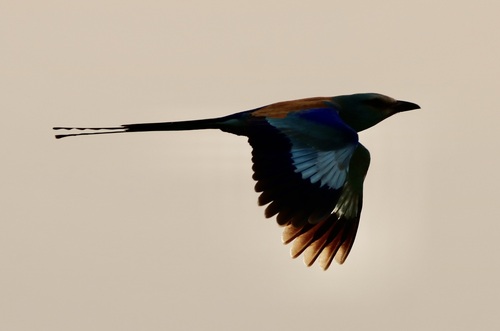 Abyssinian Roller