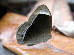 Mycalesis anaxias