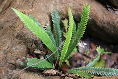 Blechnum obtusatum