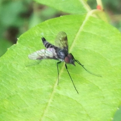 Ibisia marginata