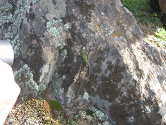 Psammodromus occidentalis
